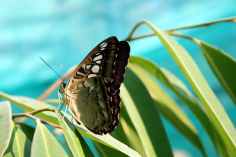 butterfly-nature-insect-closeup.jpg